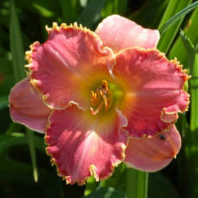 Liz Paine daylily