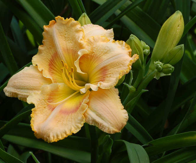 Seedling 04-57