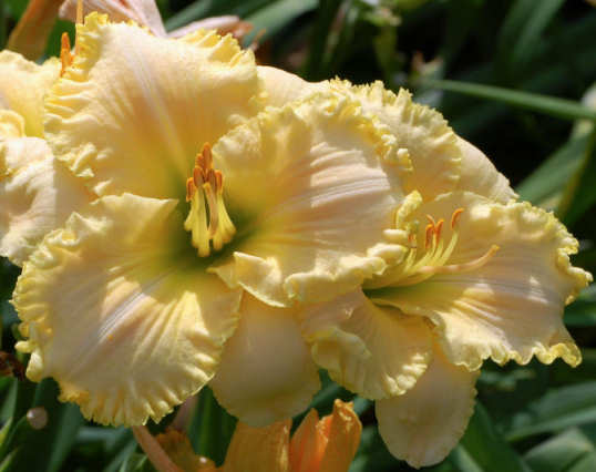 Seedling 05-08