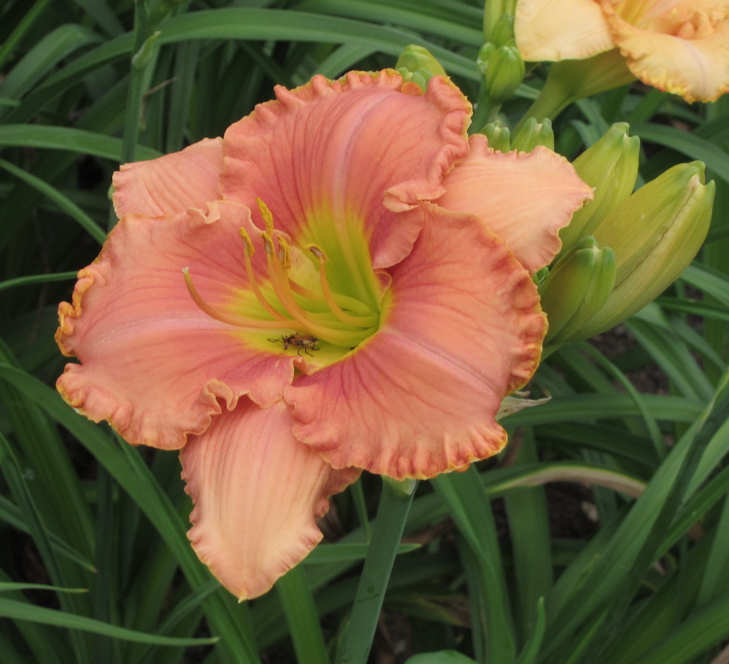 Chief Glenna daylily