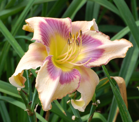 Seedling 07-153