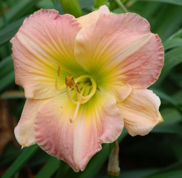 Seedling 07-43
