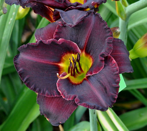 Image of A Man Called Paladin