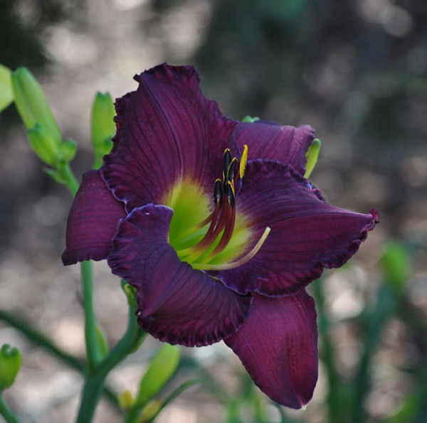 Abbey Purple image