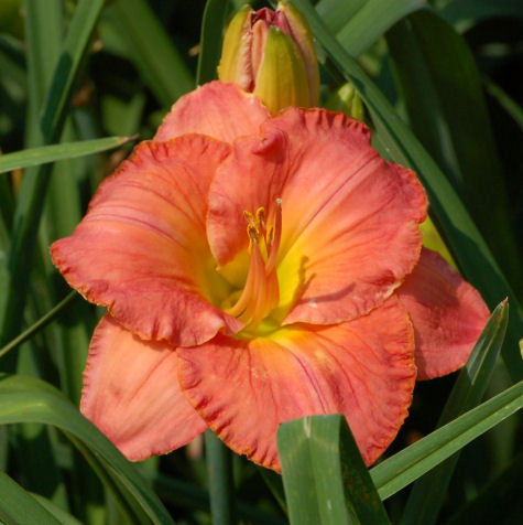 Ardor Glowing daylily