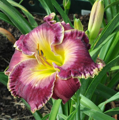 Picture of Artist in Residence