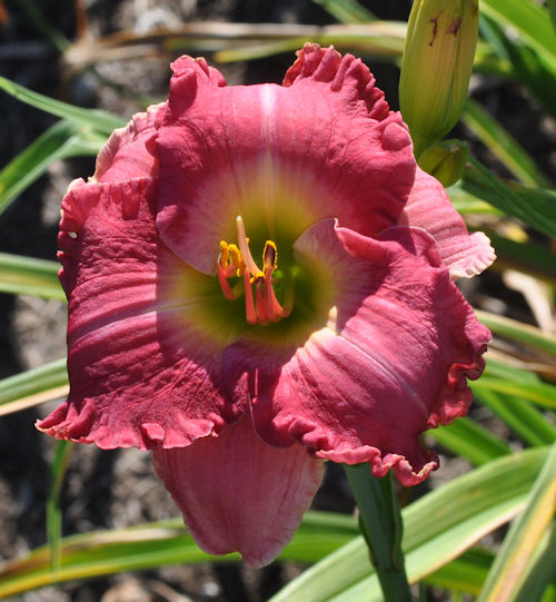 Image of Bella Bella