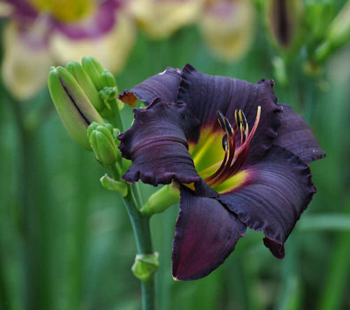 Bible Grove daylily picture