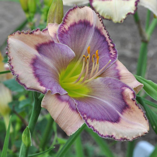 Picture of Big Eyed Girl