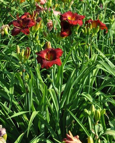 Picture of clump of Billie J.