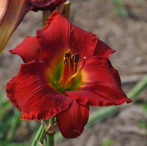 Billie J. daylily
