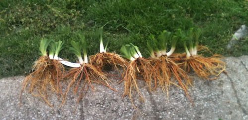 Bison Victory cleaned plants