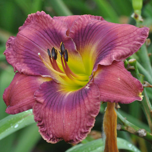 Picture of Chorus of Diplomats