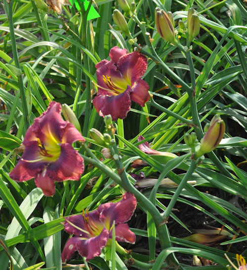 Picture of a clump of Chorus of Diplomats