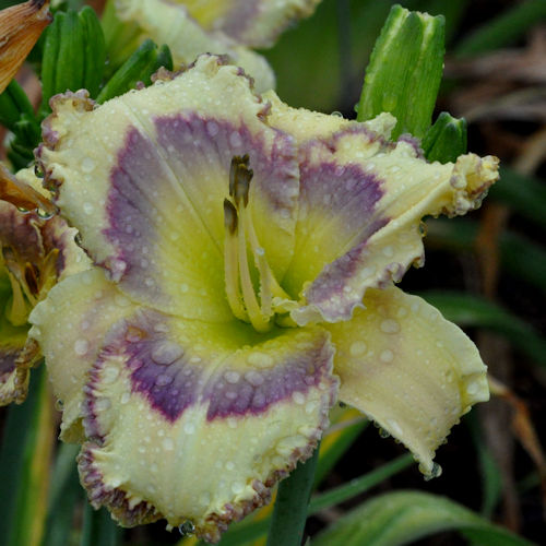 Image of Clamdigger Blues