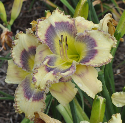 Image of Clamdigger Blues