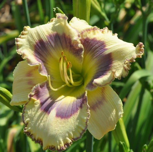 Image of Clamdigger Blues