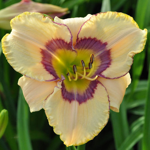 Craftsbury single bloom