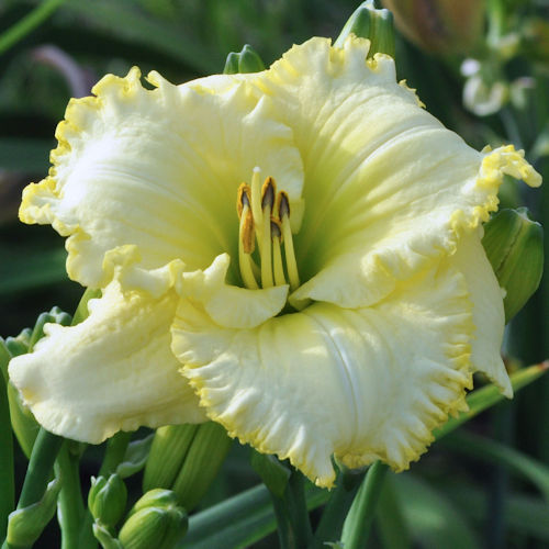 Image of Dad's Dress Whites