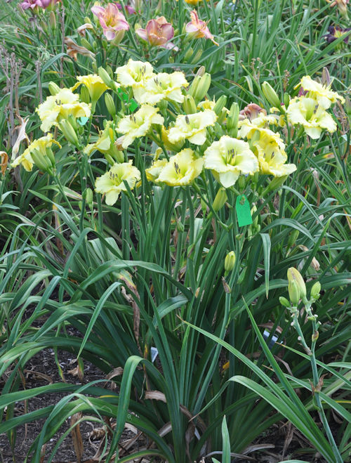 Image of Dad's Dress Whites