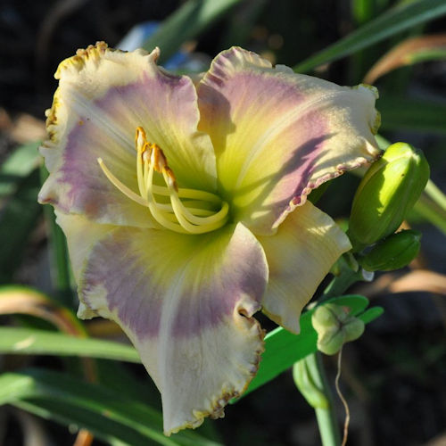 Picture of Darcy Farrow