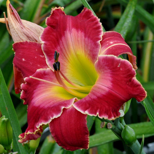 Picture of Down on the Midway