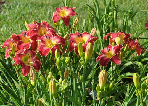 Picture of a clump of Down on the Midway