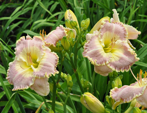 Early Morning Rain clump