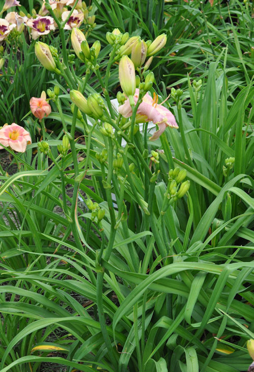 Early Morning Rain scapes