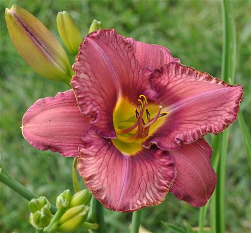 Electric Horseman daylily