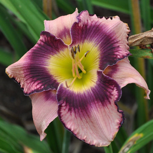 Frank Sechs single blossom