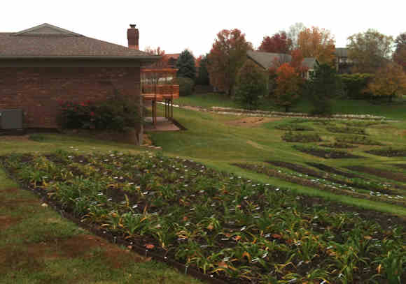 Back Yard on November 7, 2011
