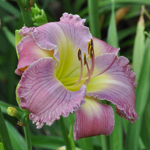 Picture of Hazy Blues