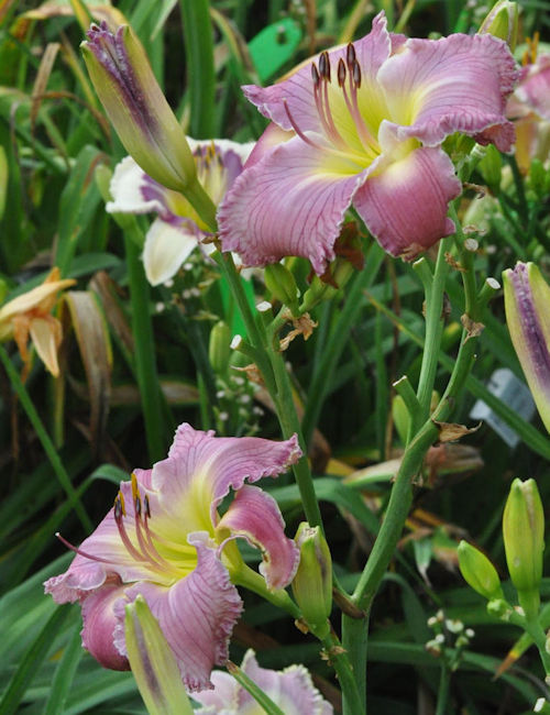 Picture of Hazy Blues