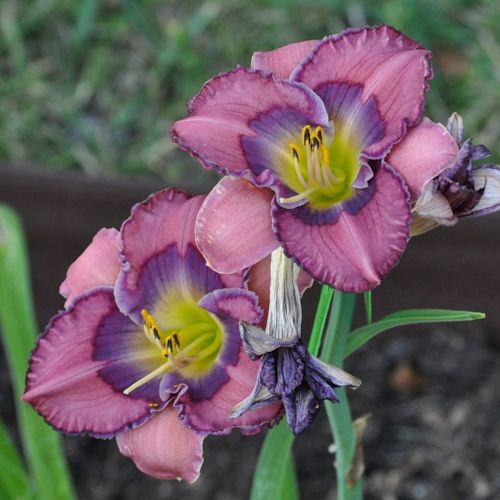 Picture of Heart Appear