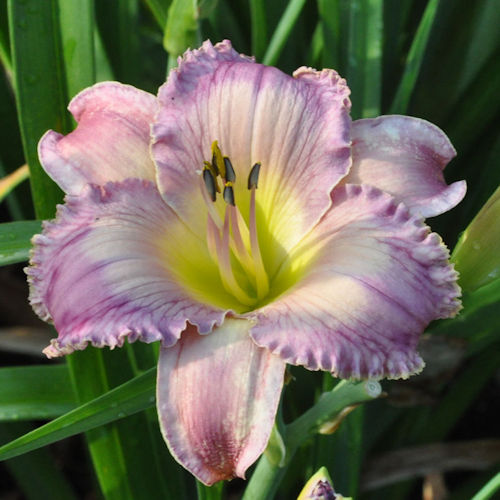 Picture of House of Mirrors