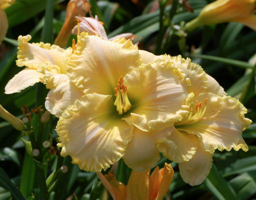 Lady Alisha daylily