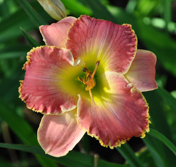 Liz Paine daylily