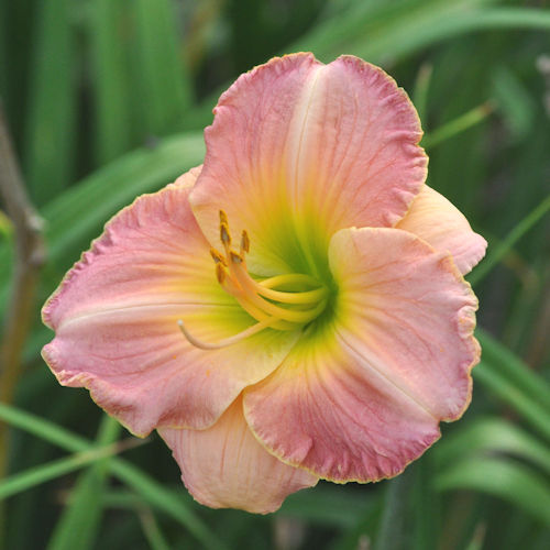 Naples LaTour single bloom