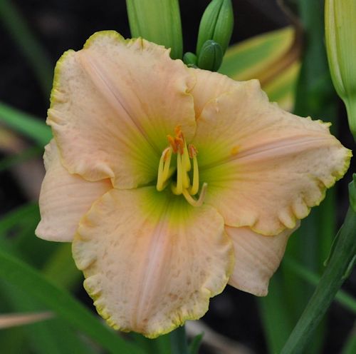 O Comforter Draw Near in blush coloration