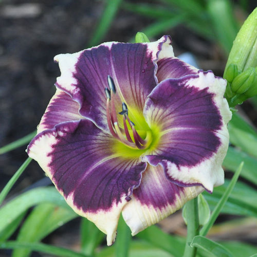 Picture of Papa Haydn