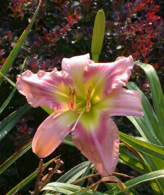 Peppermint Wind daylily