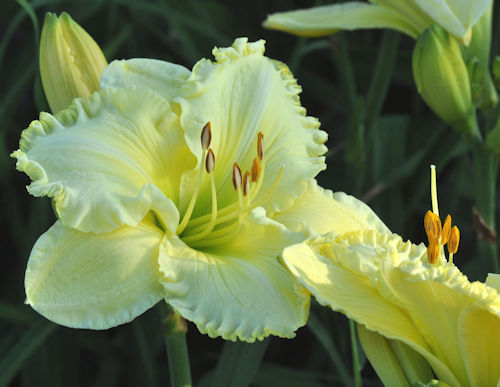 Pillow Books single blossom