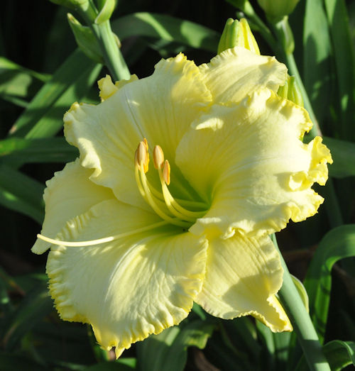 Image of Puppuccino Morning