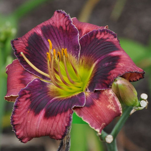 Picture of Rainy Night in Georgia