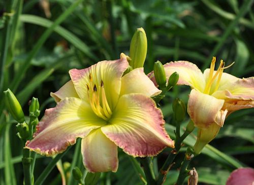 Soaring impression of the flowers