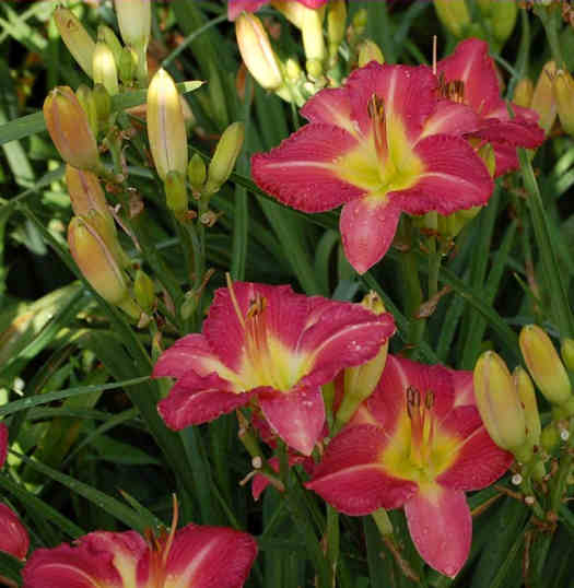 Sainte Genevieve daylily