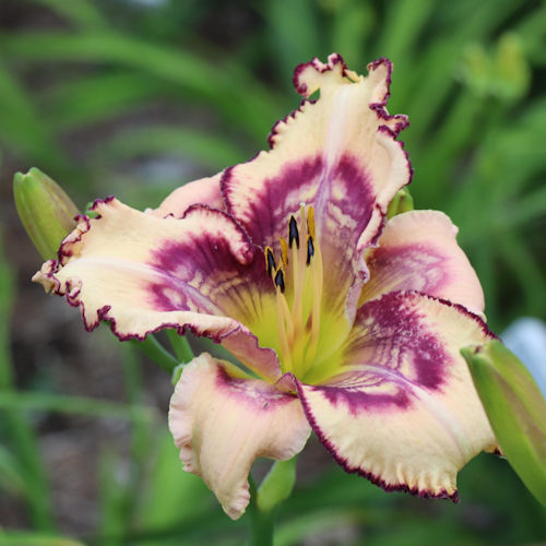 Picture of She Drives Me Crazy