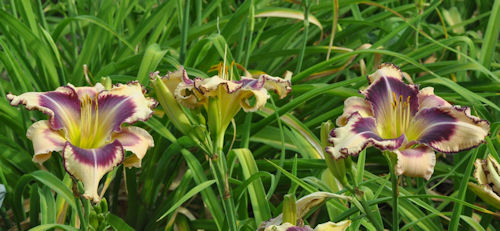 Picture of a standard pattern on She Drives Me Crazy