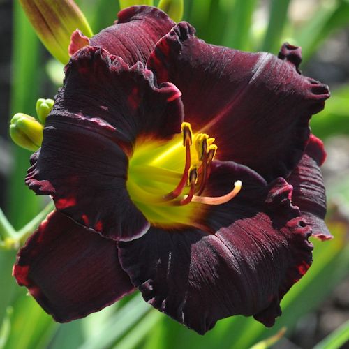 Picture of Sleepy Marys daylily